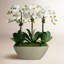 Orchid In Square Oval Planter
