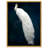 " Dressed In Feathers "-72500298-119403335-72500302