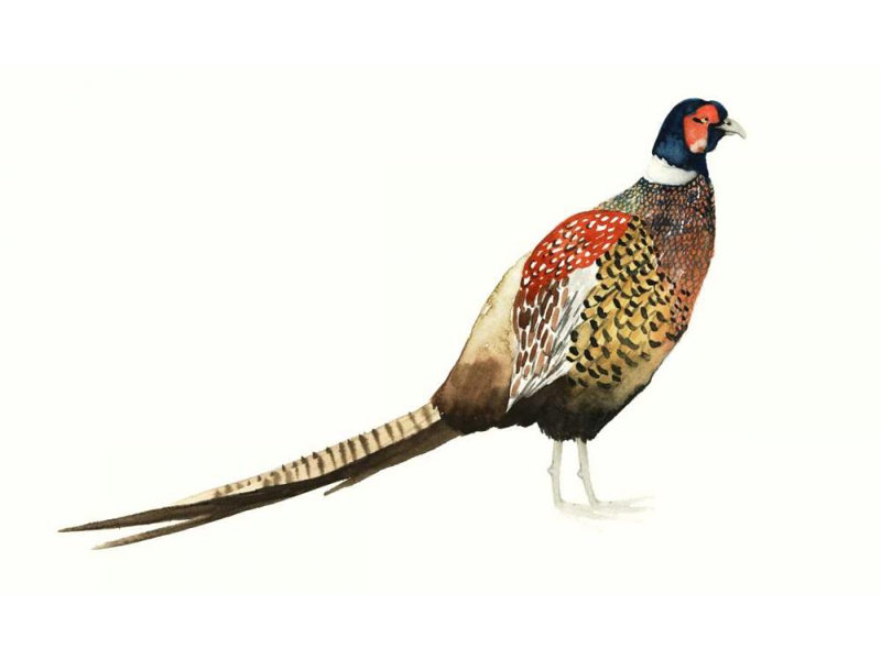 «August Grove® Popp, Grace», reproduction d'art sur toile tendue: Watercolor Pheasant I, H 12 po x l 18 po