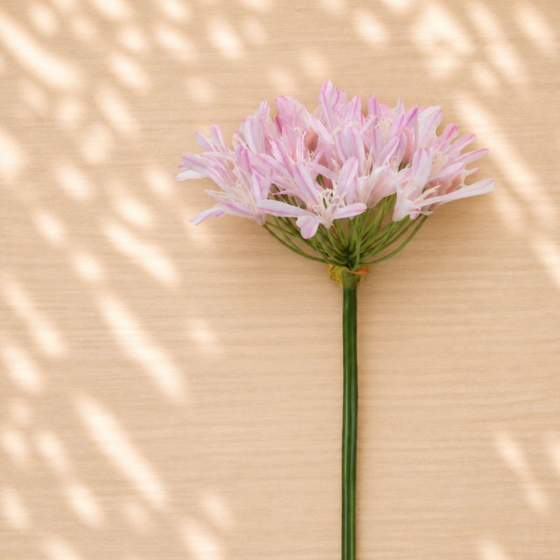 Tige de fleur Agapanthus (ensemble de 2), Rose, blanc, jaune