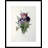 Tulips by Pierre Joseph Redoute Framed Painting Print-16186274