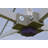 10 Ft. W x 10 Ft. D Steel Pop-Up Canopy