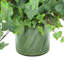 Ivy In Glass Vase With Grass