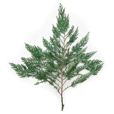 0,125 plante