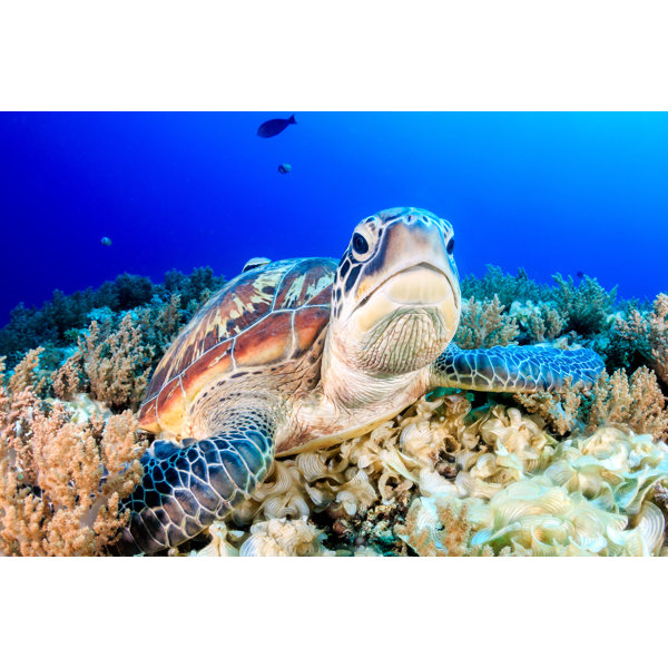Bay Isle Home™ Grumpy Green Turtle by Whitcomberd - Wrapped Canvas ...