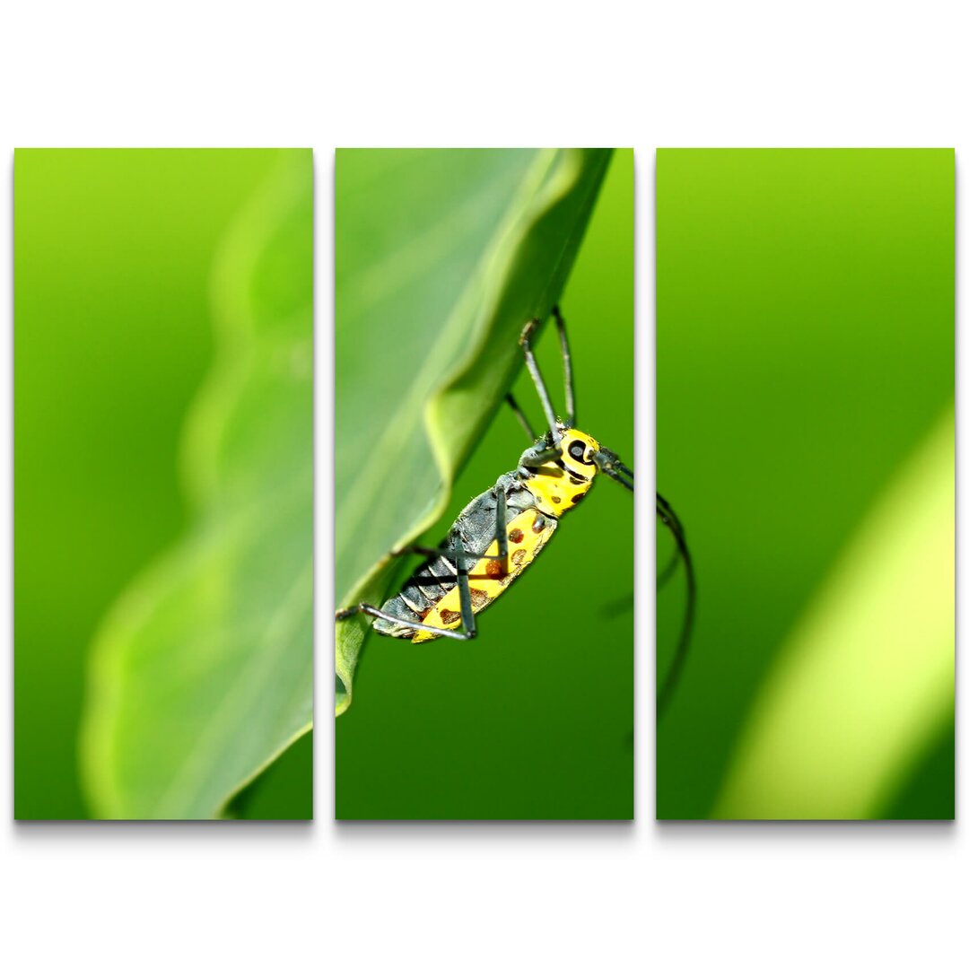 3-tlg. Leinwandbilder-Set Käfer auf einem Blatt