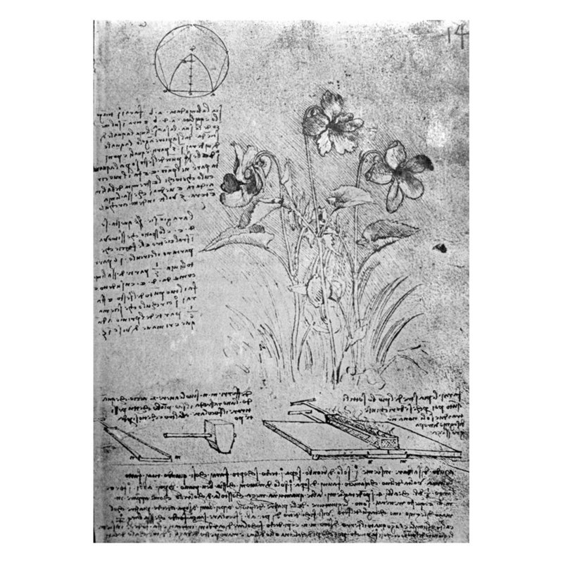 Studies of Violas (Viola odorata and Viola canina) fol. 14r from Manuscript B by Leonardo da Vinci - Giclee Print