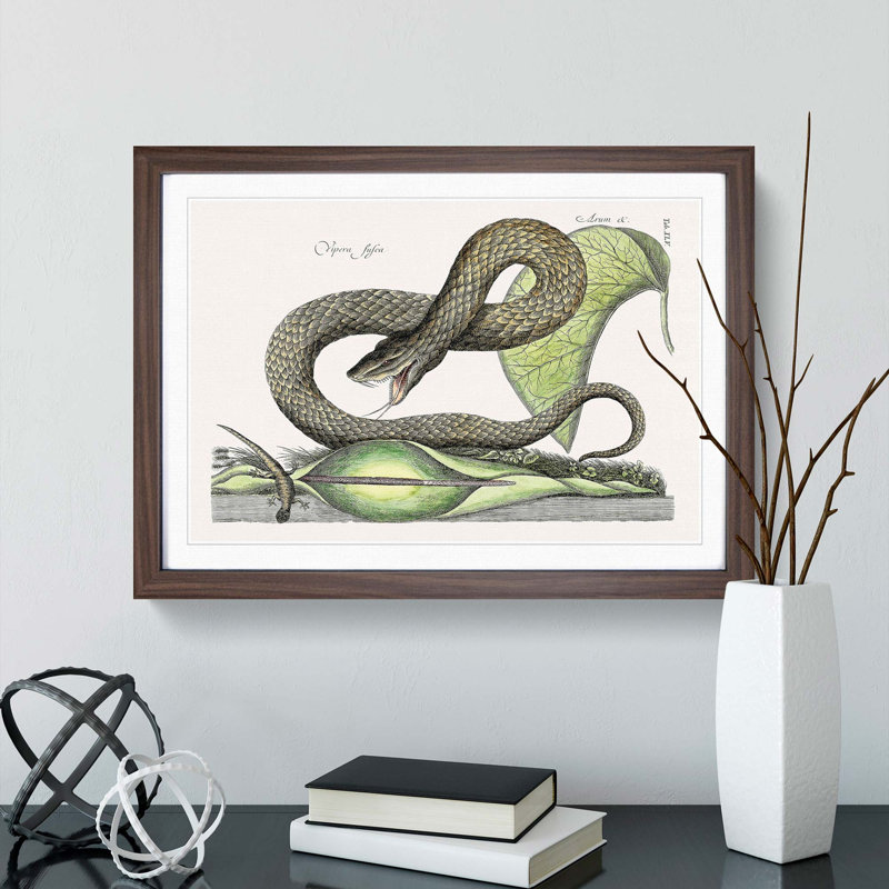 Brown Viper Snake by Mark Catesby - Picture Frame Painting Print, 27cm H x 36cm W x 2cm D, Walnut Framed