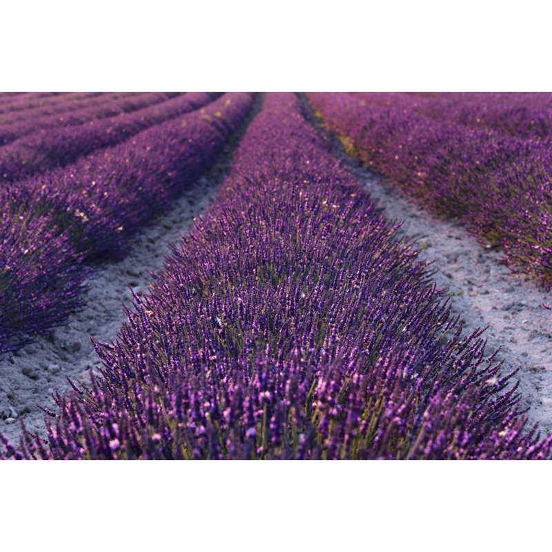 Wrapped Canvas Print, 50.8cm H x 76.2cm W