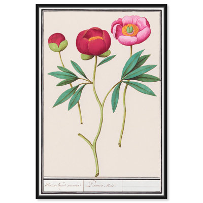 Art Remedy, reproduction d'art sur toile, anémone (1596-1610) par Anselme