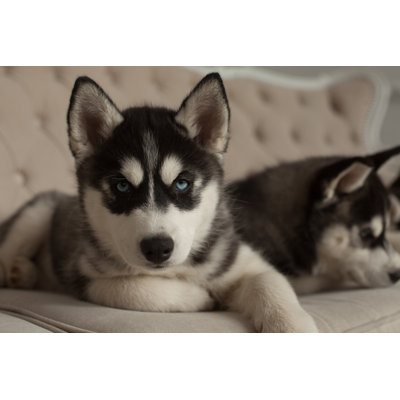 Khadijiah " Blue Eyed Beautiful Husky Puppies " by Logdog7
