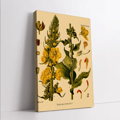 1PC, art mural, affiche, impression botanique rétro Verbascum Thapsus L.