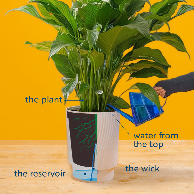 Money Tree in Décor Pot