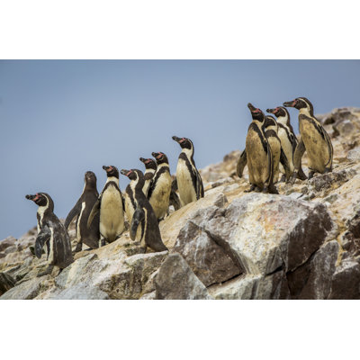 Penguins on ballestas islands 1 Piece Wrapped Canvas Wall Art