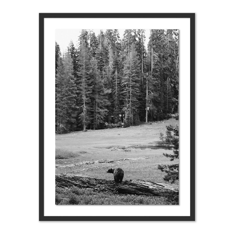 Don't Feed The Bears Print by Wesley And Emma Teague, Black Paper Single Picture Framed, 48" H x 36" W x 2.5" D