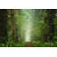 «Misty Spring Road» par Martin Podt - reproduction-1691863992-1723679395