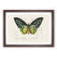 Green Birdwing Butterfly by Charles d' Orbigny - Picture Frame Painting Print-55575466-55575467