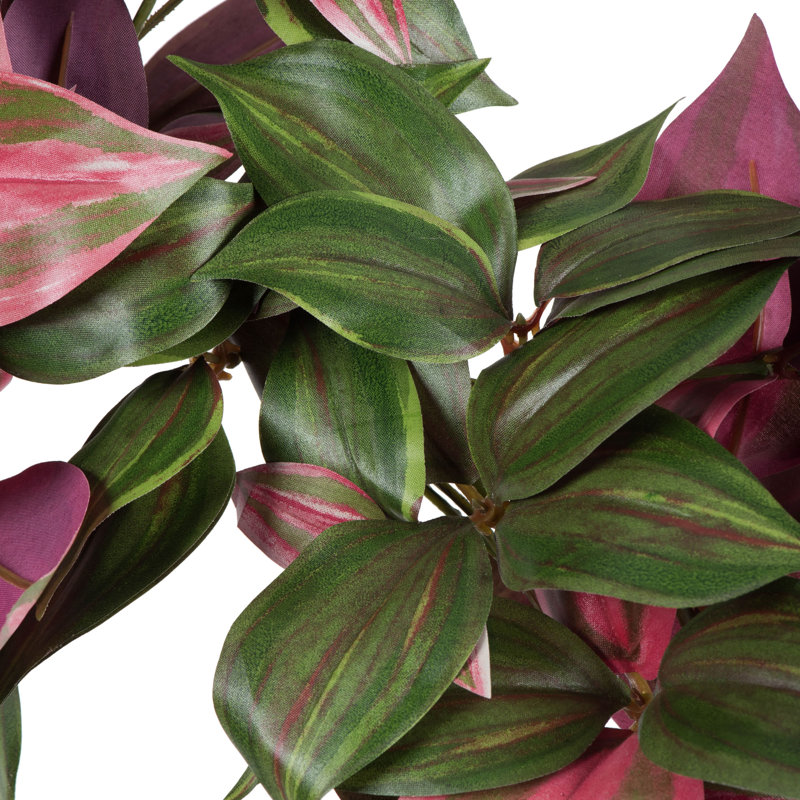 Hijinio Trailing Plant with Variegated Leaves in Green and Purple