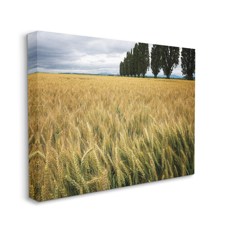 Récolte de blé dans un champ champêtre - photographie, H 30 po x l 40 po, Toile tendue