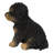 Baby Cavapoo-67579693