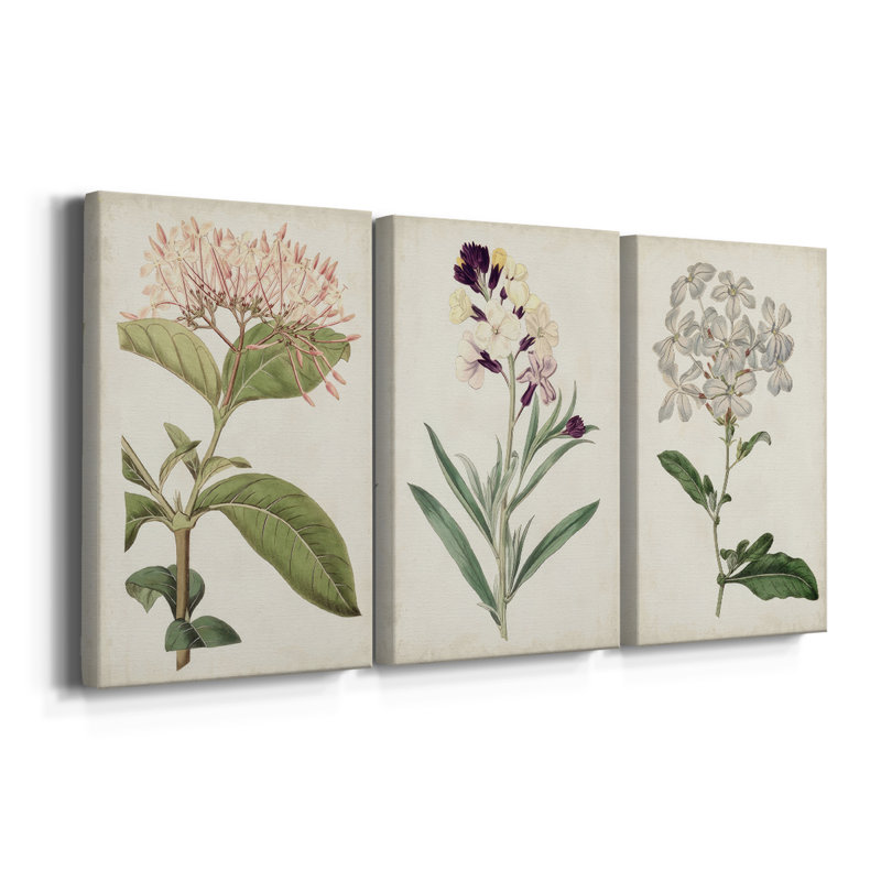 Antique Botanical Collection VI - Toile tendue avec châssis sur mesure - 3 pièces, H 12 po x l 24 po