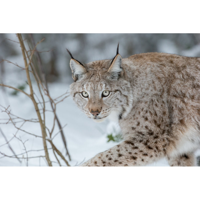 Lynx Wild Cat - Photographie sur toile tendue, H 8 po x l 12 po