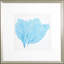 Sea Fan IV Print by Vision