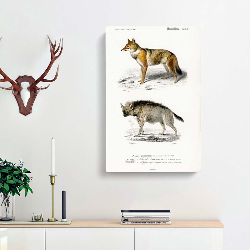 Golden Jackal & Striped Hyena by Charles D' Orbigny - Wrapped Canvas Painting, 60cm H x 40cm W x 3cm D