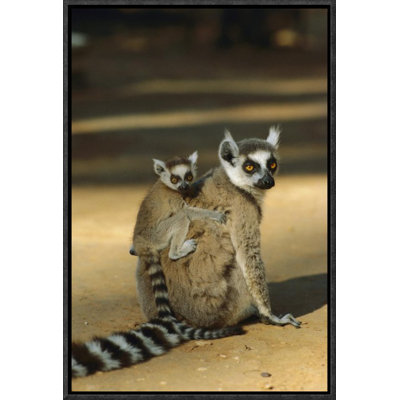 " Ring-Tailed Lemur Baby On Mother "