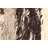 Sienna  Brown Rug 5'3" x 7'10"