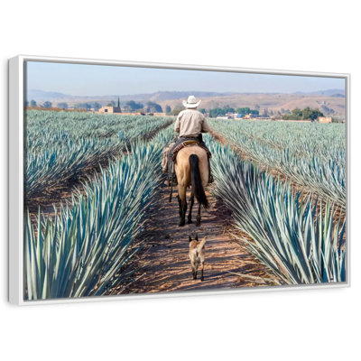 Inspecter la plantation d'agave