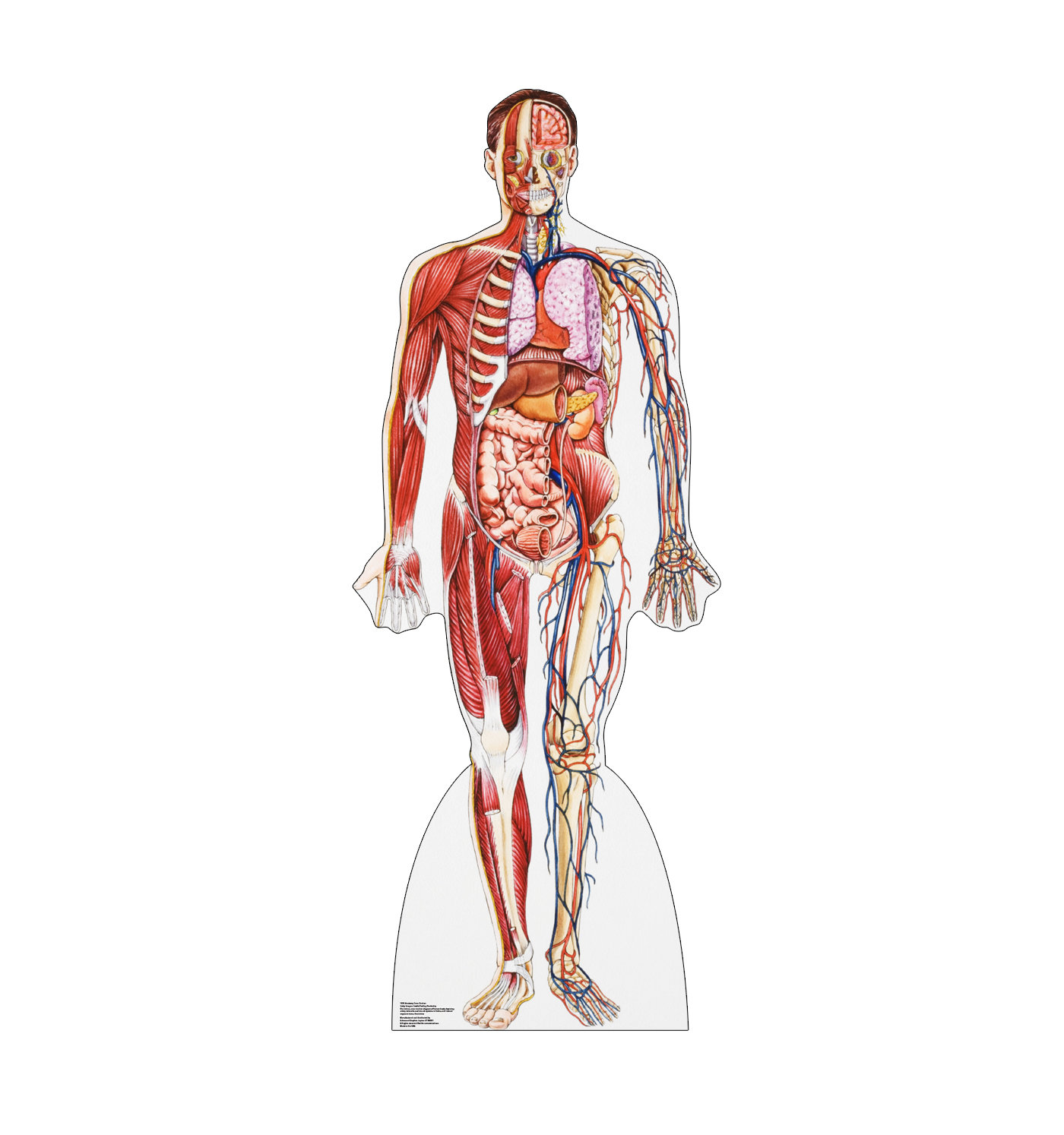 Рисунок человека с органами в полный рост