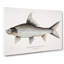 Rock Carp Illustration by John Edward Gray - Wrapped Canvas Print-55323402