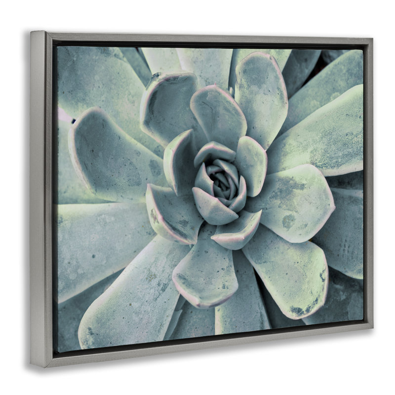 "Green Cactus Succulent", art mural sur toile flottante noire par Susan Bryant, H 17 po x l 21 po, Cadre flottant gris lustré