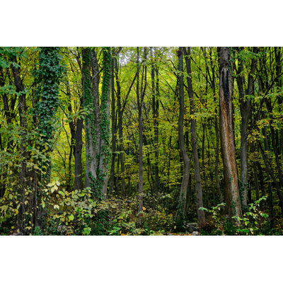 Types Of Tree by SKahraman - Wrapped Canvas Print