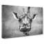Wonderful Giraffe - Wrapped Canvas-56644929