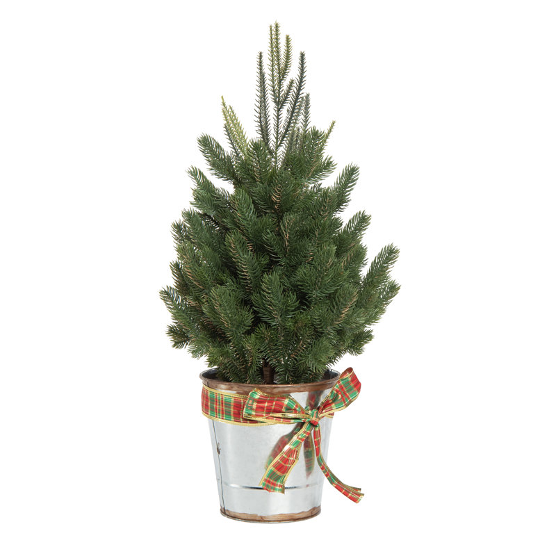 Artificial Multicolor Christmas Tree in Bucket with Plaid Bow, 24" H x 12" W x 12" D
