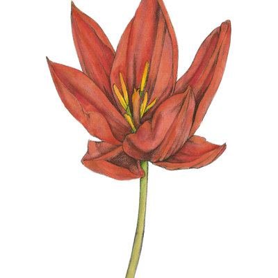 Tulipe beauté IV (P)