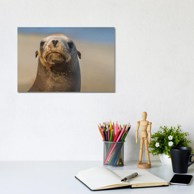 California Sea Lion, La Jolla, California by Tim Fitzharris - Wrapped Canvas Print