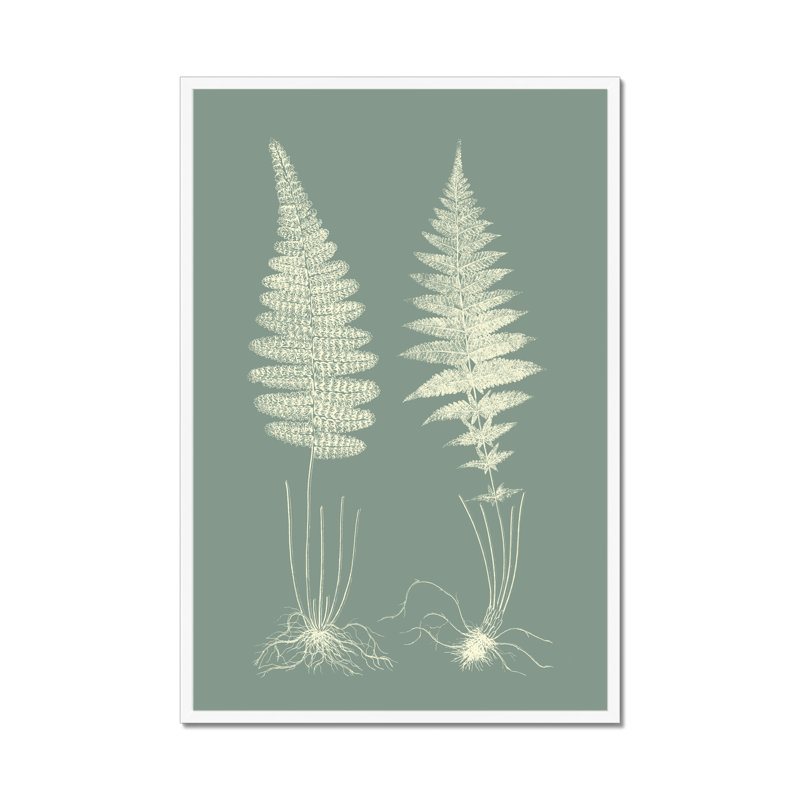 Ferns On Sage VI by Vision Studio - Painting, White Framed Paper Print, 50cm H x 34cm W