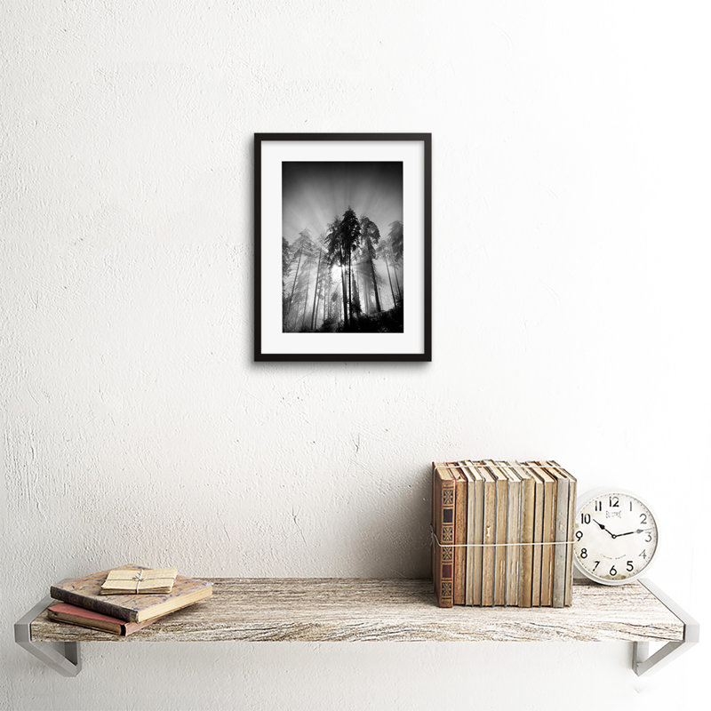 Trees Light Fog Black White Photo - Single Picture Frame Art Prints
