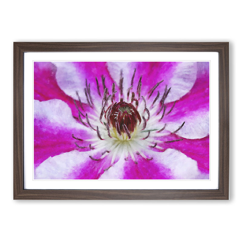 Pink Clematis Flower - Picture Frame Graphic Art, Walnut Framed, 48cm H x 65cm W x 2cm D