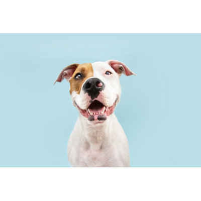 Staffordshire Bull Terrier by Smrm1977 - Wrapped Canvas Print