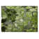 Alfonzo Floral Indoor / Outdoor Rug