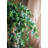 51.97 " H Faux Branch