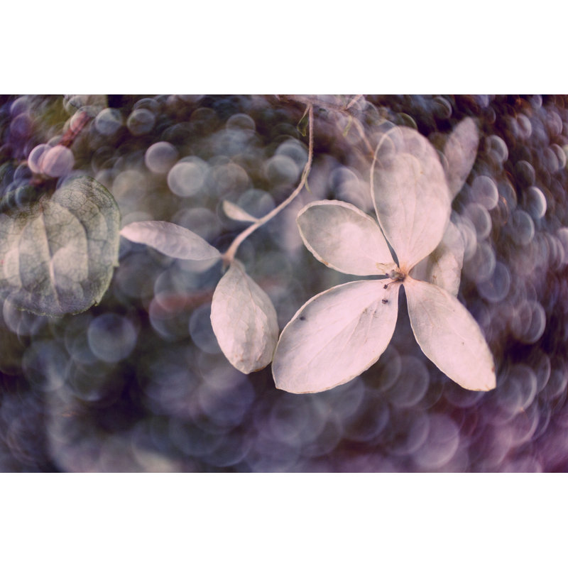 Purple Hydrangea by Judy Stalus - Graphic Art, Wrapped Canvas, 30 cm H x 46 cm W