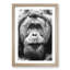 Orangutan - Picture Frame Graphic Art Print-55733783-55733788
