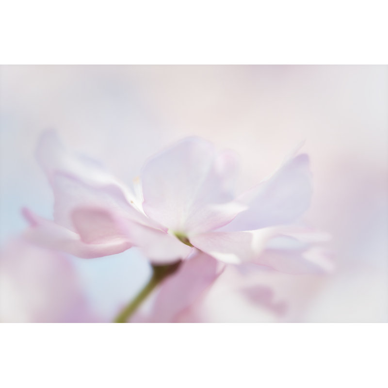 Cherry Blossom with Pastel Background by Andersboman, 32" H x 48" W