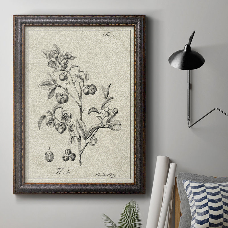 «Antique Black & White Botanical IV», reproduction de cadre photo sur toile, H 27 po x l 18 po x P 2,5 po