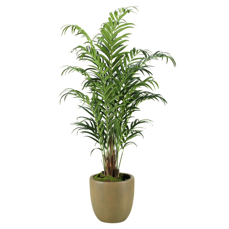 Palmier kentia dans un pot de fleurs